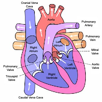 What is an Irregular Heart Beat?