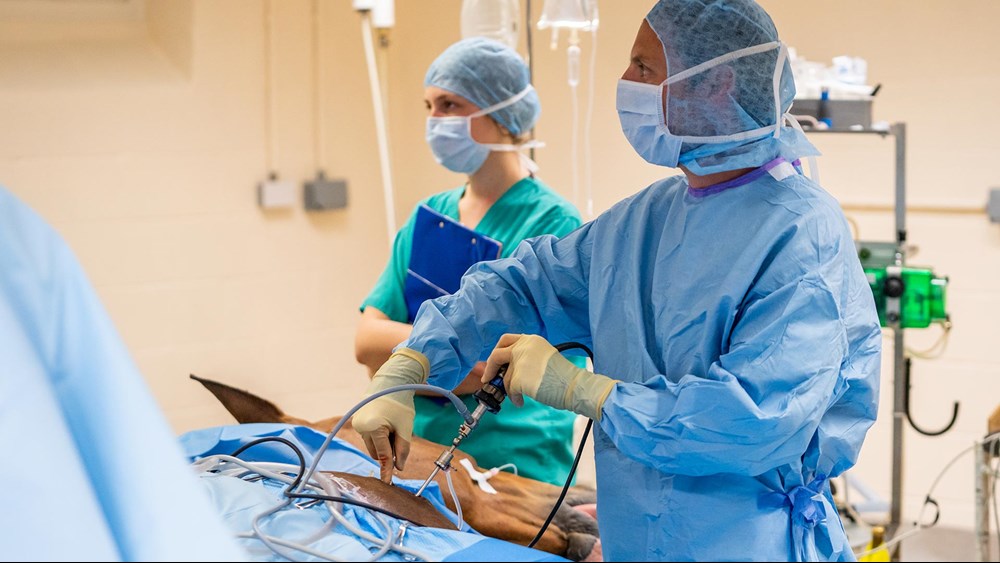 Orthopaedic Equine Surgery | Newmarket Equine Hospital